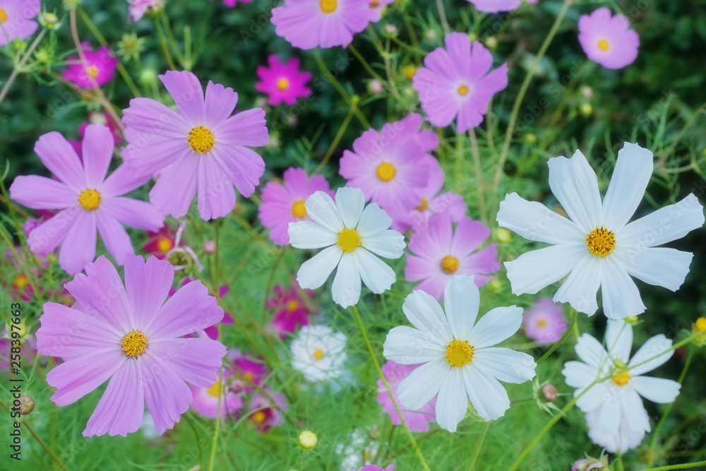 spring summer background pink white flowers cosmos in the garden