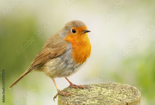 European Robin perched on a wooden post © giedriius
