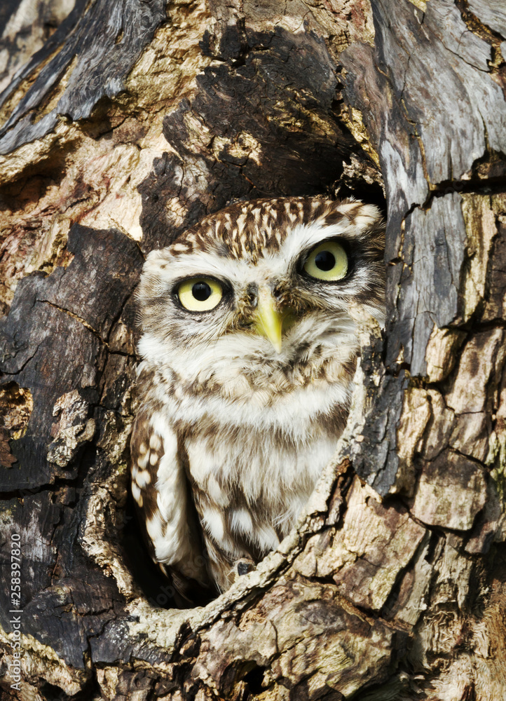 Little owl perched in a tree trunk Little owl perched in a tree trunk