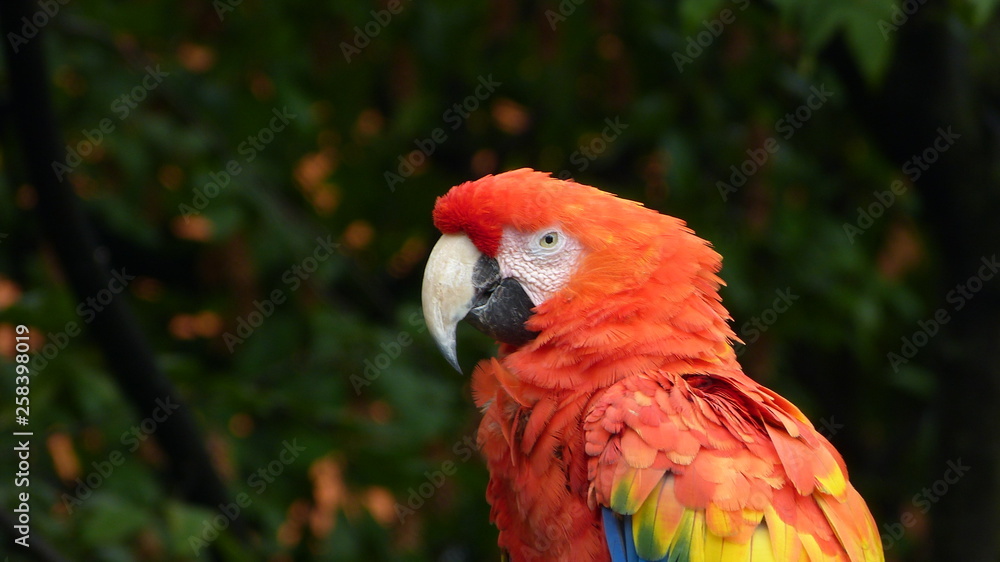 Obraz premium macaw, portrait of red parrot
