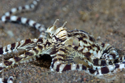 Incredible Underwater World - Mimic octopus - Thaumoctopus mimicus. Diving and underwater photography. Tulamben, Bali, Indonesia. © diveivanov