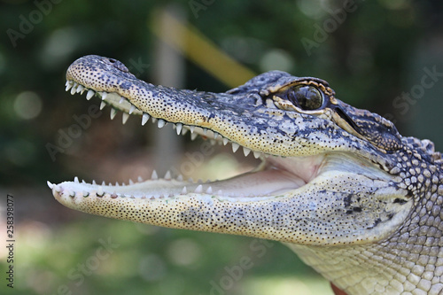 crocodile with mouth open teeth showing