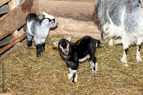 barn. there is a goat and three little goats in it. straw on the floor. walls of wood. there is toning. © sir270