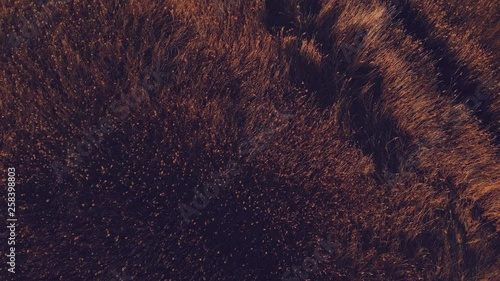 Aerial dolly shot of autumnal grassland