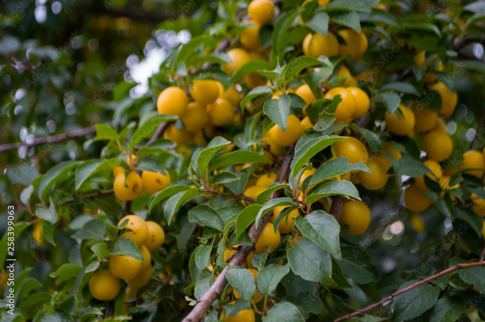 Tree with yellow plums and green leaves. Ripen fruits. Summer