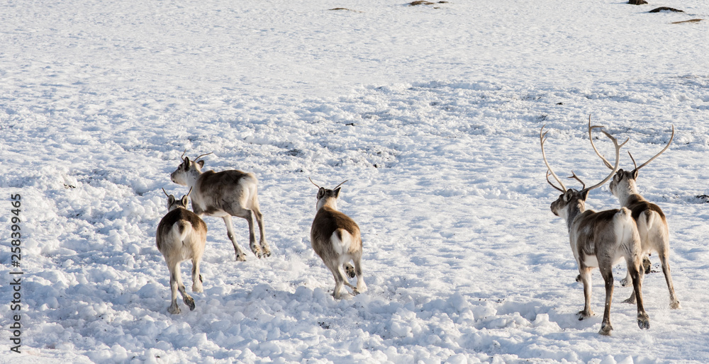 Running reindeer in Icelandic coast Running reindeer in Icelandic coast