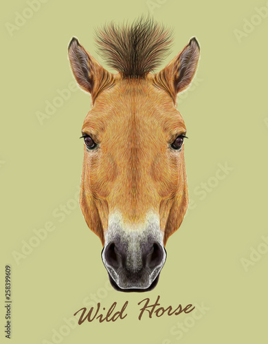 Equus ferus Przewalski horse animal cute face. Vector beautiful Asian, Mongolian Przewalski's wild horse head portrait. Realistic fur portrait of brown mare isolated on green background.