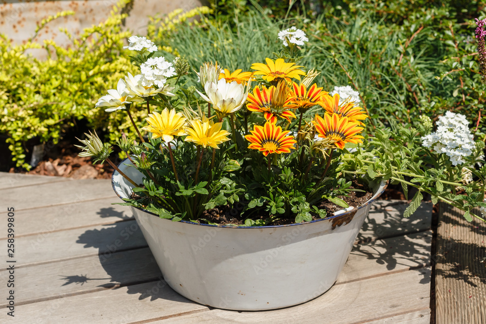 Yellow flowers bloom in an iron bowl outdoors on sunny summer day. Yellow flowers bloom in an iron bowl outdoors on sunny summer day.