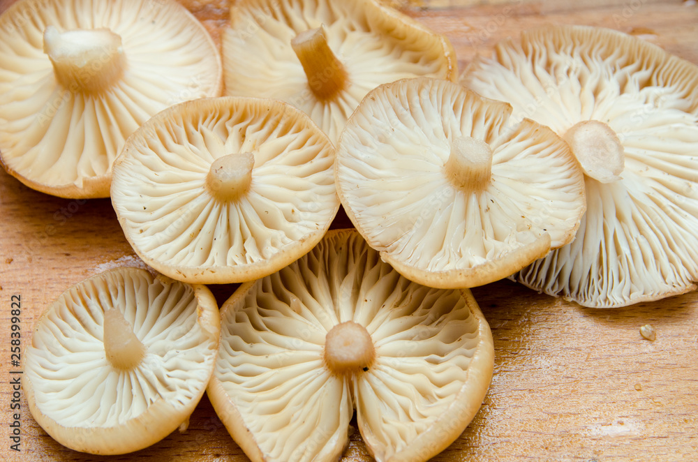 many mushrooms are on the table, a mushroom picker has gathered mushrooms in the forest many mushrooms are on the table, a mushroom picker has gathered mushrooms in the forest