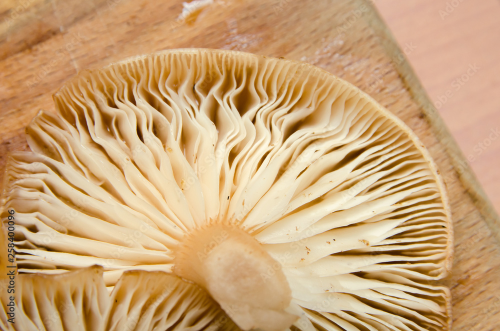 many mushrooms are on the table, a mushroom picker has gathered mushrooms in the forest many mushrooms are on the table, a mushroom picker has gathered mushrooms in the forest