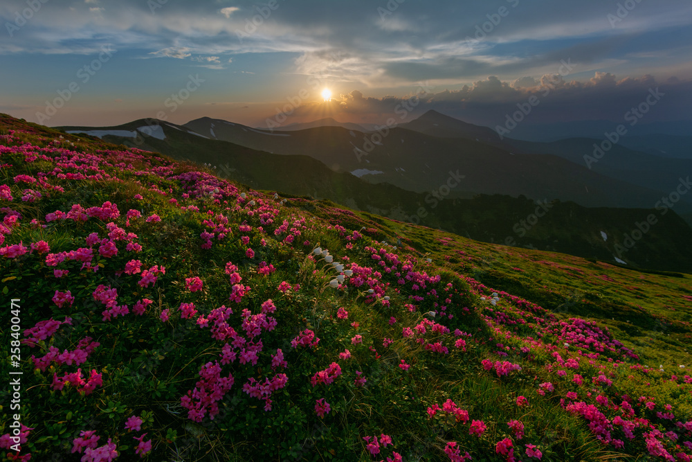 A beautiful summer landscapes in the Ukrainian Carpathian Mountains, covered with flowering rhododendron with millions of magic flowers, covered around.	