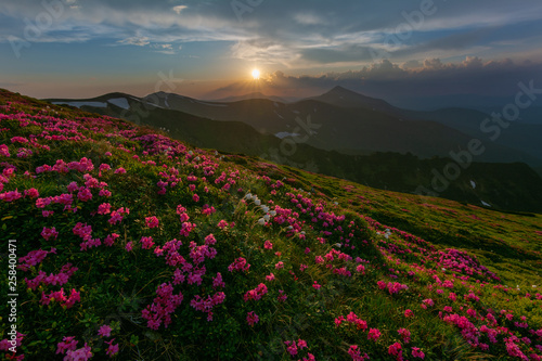 A beautiful summer landscapes in the Ukrainian Carpathian Mountains  covered with flowering rhododendron with millions of magic flowers  covered around. 