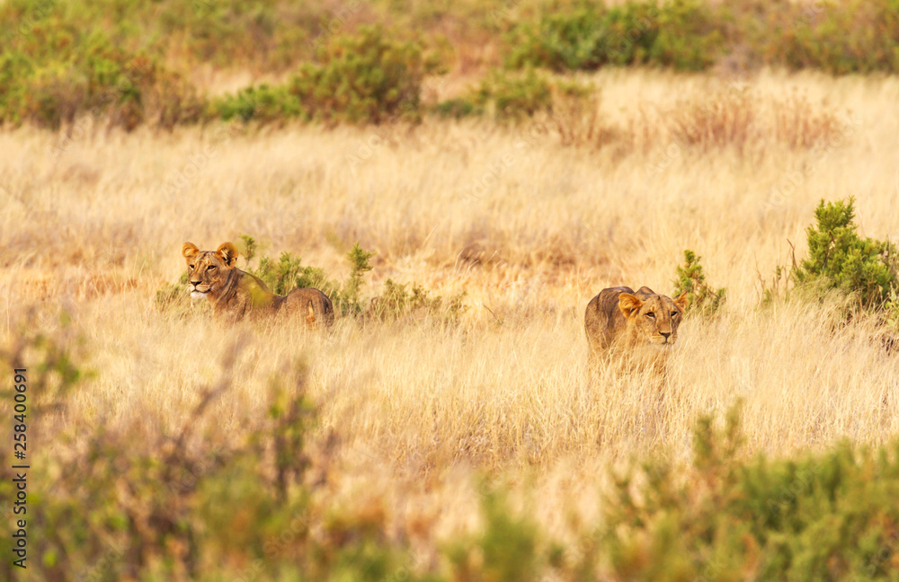 Two young lions panthera leo hiding in tall yellow grass camouflage copy space scrub Samburu National Reserve Kenya East Africa safari wild vulnerable species in natural environment Two young lions panthera leo hiding in tall yellow grass camouflage copy space scrub Samburu National Reserve Kenya East Africa safari wild vulnerable species in natural environment