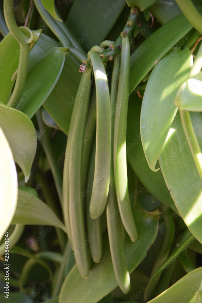 Obraz premium Vanille, la réunion