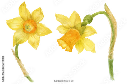 Daffodil Narcissus branch