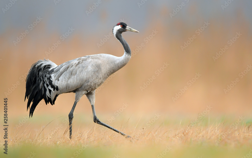 Common crane (Grus grus) Common crane (Grus grus)