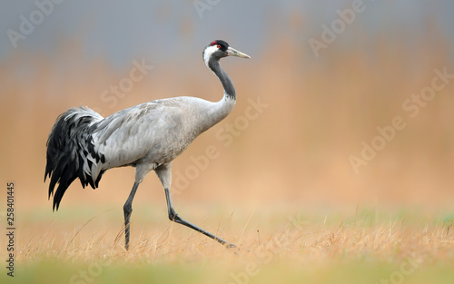 Common crane (Grus grus) © Piotr Krzeslak