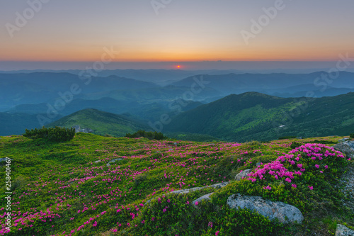 A beautiful summer landscapes in the Ukrainian Carpathian Mountains, covered with flowering rhododendron with millions of magic flowers, covered around. 