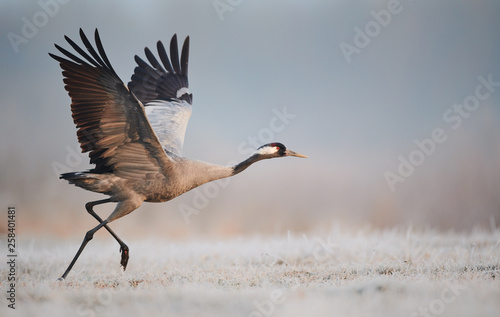 Common crane (Grus grus) photo
