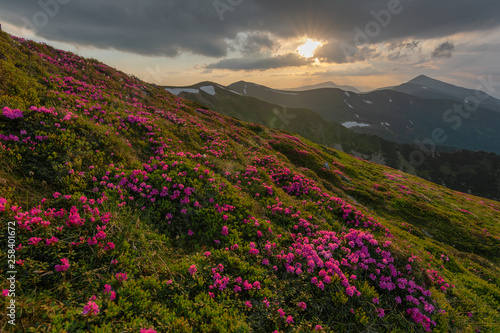 A beautiful summer landscapes in the Ukrainian Carpathian Mountains, covered with flowering rhododendron with millions of magic flowers, covered around. 