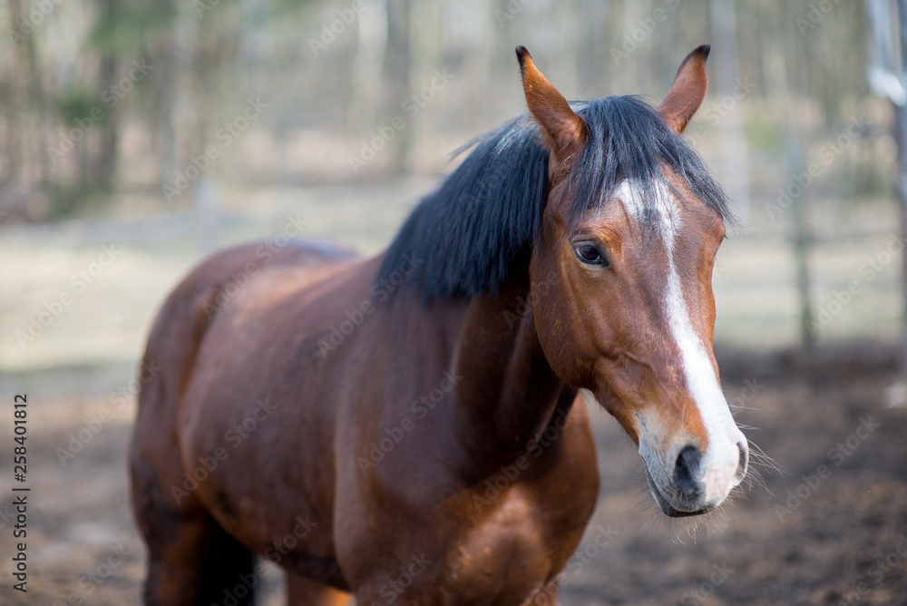 Horses in a pasture and rodeo