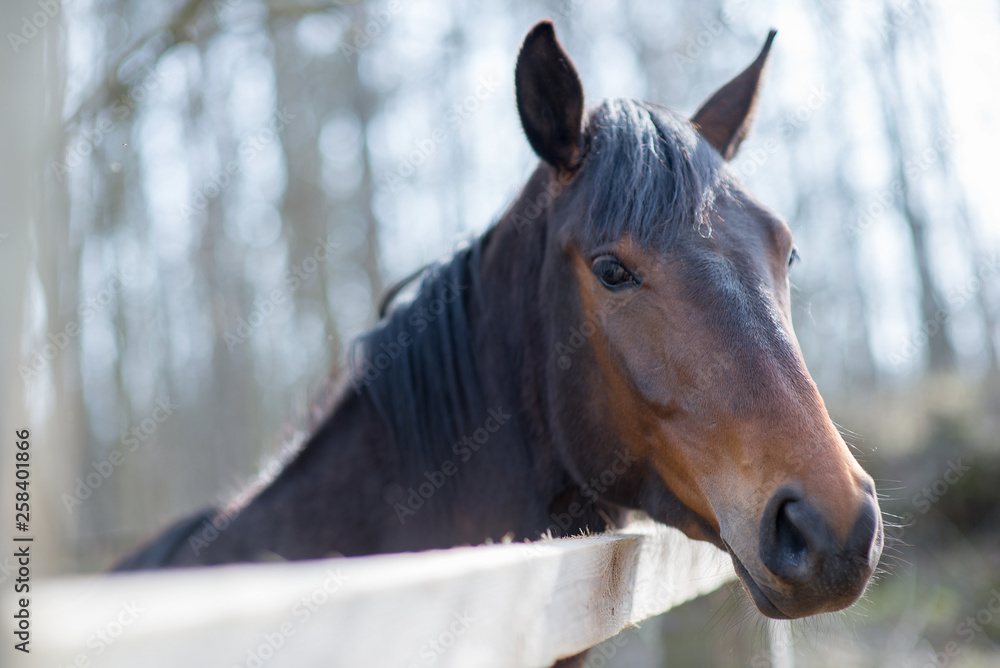 Fototapeta premium Horses in a pasture and rodeo