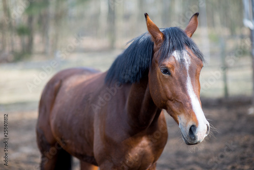 Horses in a pasture and rodeo © Zelma