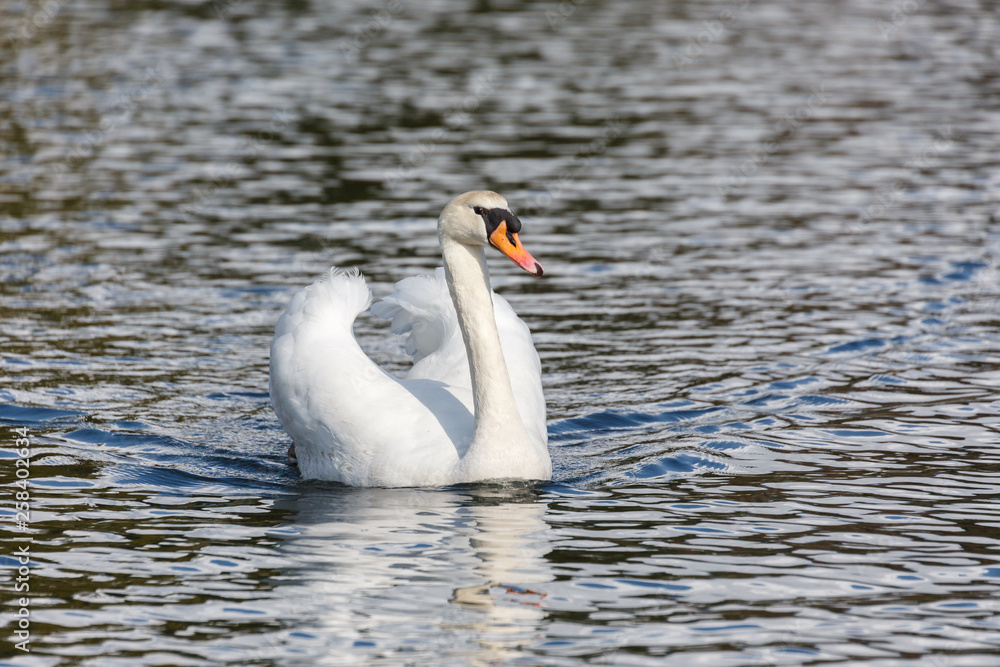 Obraz premium Mute swan