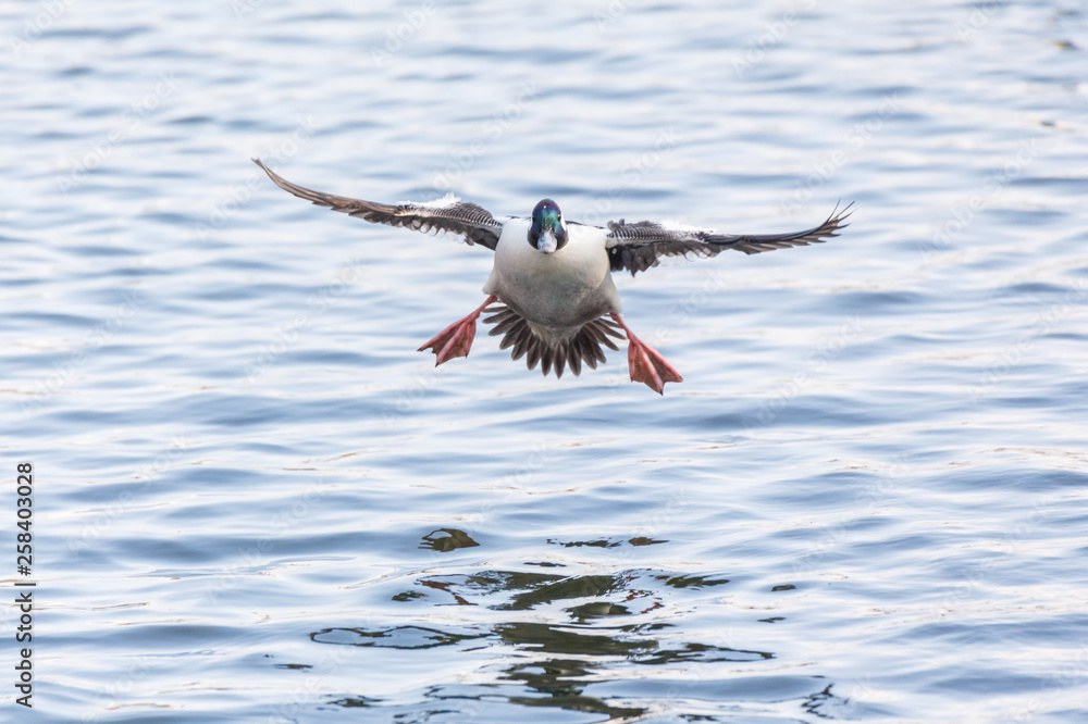 Fototapeta premium Male Bufflehead duck