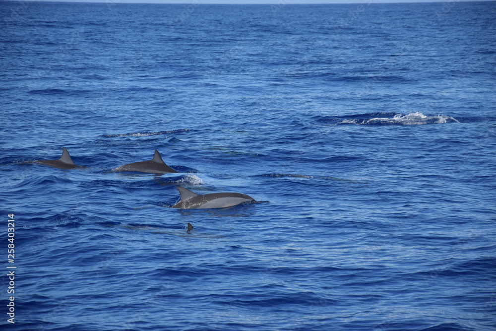 Obraz premium La Réunion