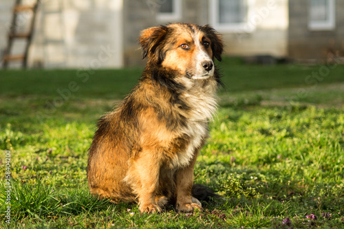 brown dog on the grass in sunset