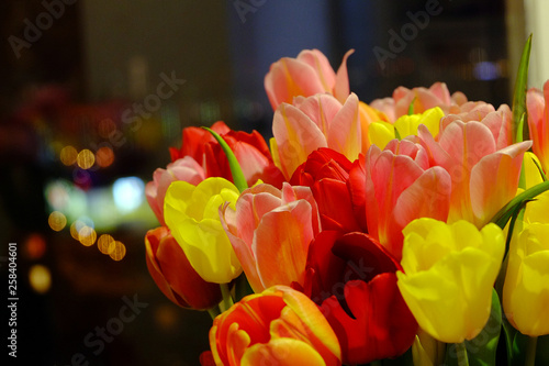 tulip_1