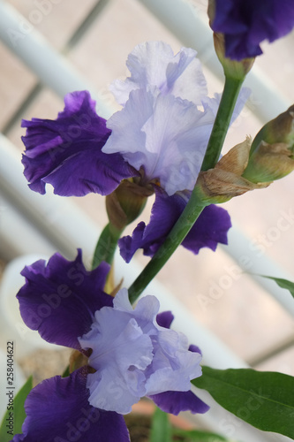 iris_12