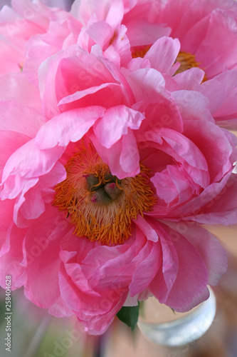 peony_8