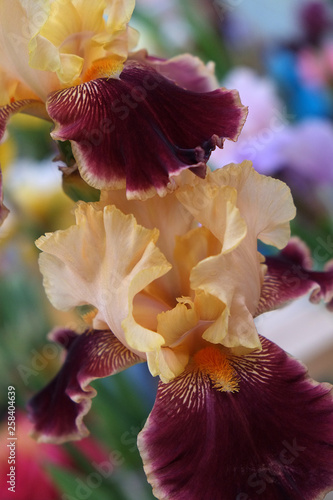 iris_11
