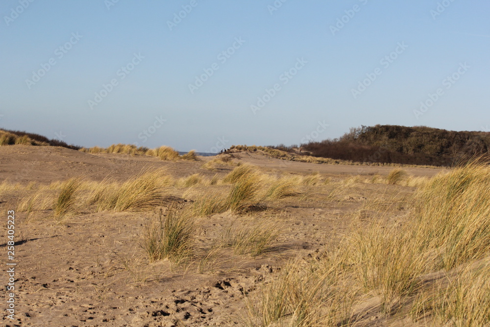 beach grass is waving at the sand dunes in holland beach grass is waving at the sand dunes in holland