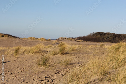 beach grass is waving at the sand dunes in holland