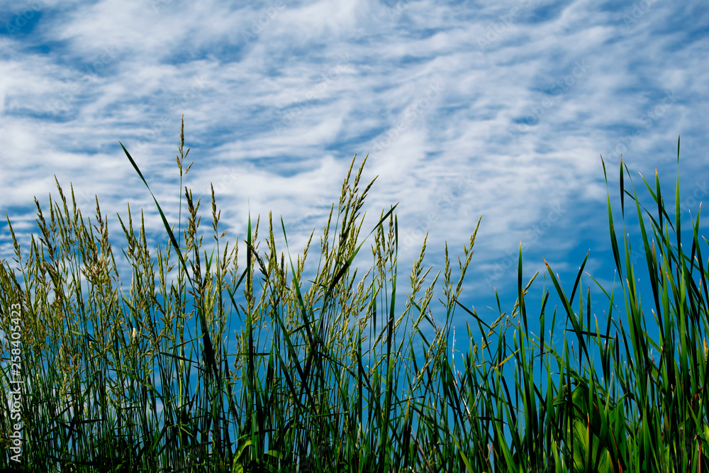 Wild rice against sky and clouds