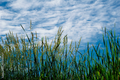 Wild rice against sky and clouds