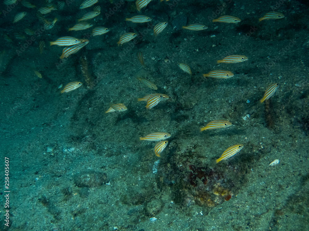 Fototapeta premium Juvenile Blue and Gold Snappers (Lutjanus viridis)