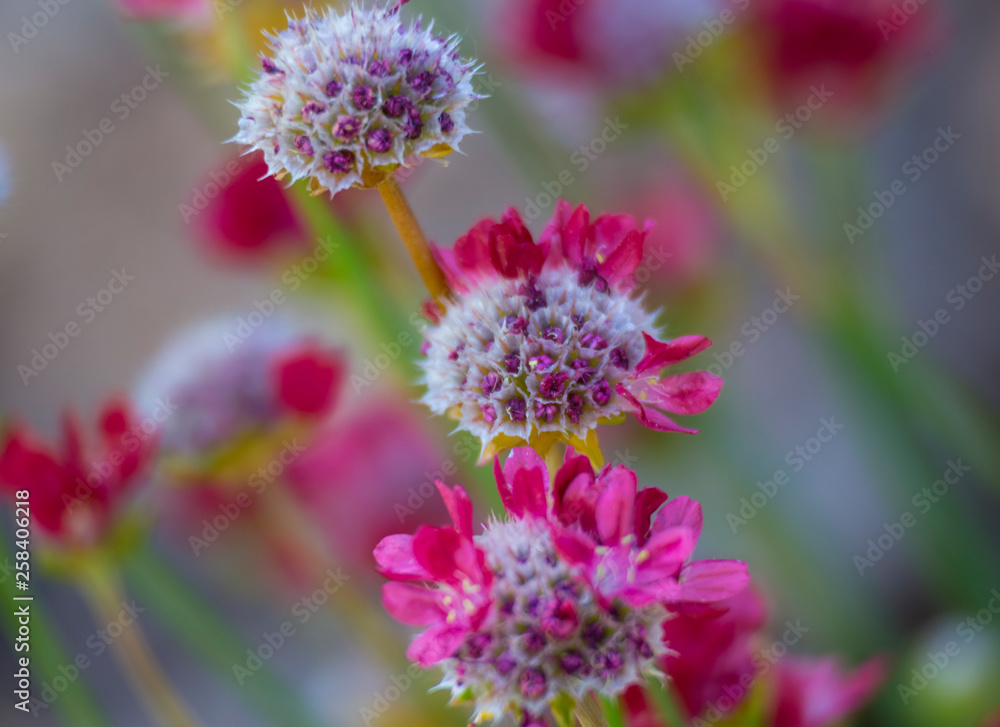 Red flowering plant Armeria pseudarmeria macro Red flowering plant Armeria pseudarmeria macro