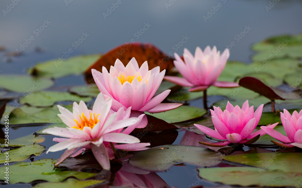 Pink lotus flowers , waterlily closeup Pink lotus flowers , waterlily closeup