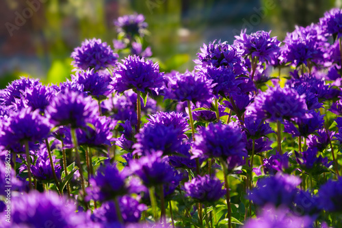 Blue flowers  in the summer garden. Campanula glomerata