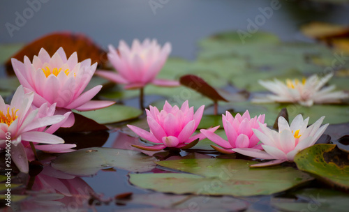 Fotografie Pink lotus flowers , waterlilies closeup