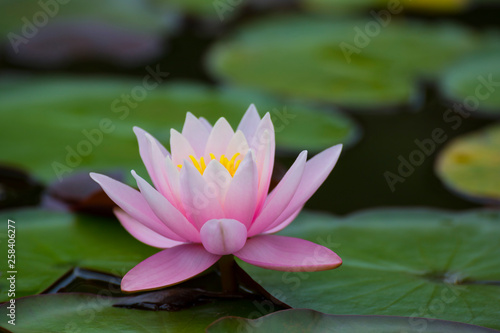 one pink lotus flowers , waterlily closeup