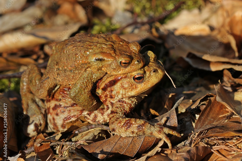 Fototapeta premium Erdkrötenpaar (Bufo bufo) auf Wanderschaft im Buchenwald