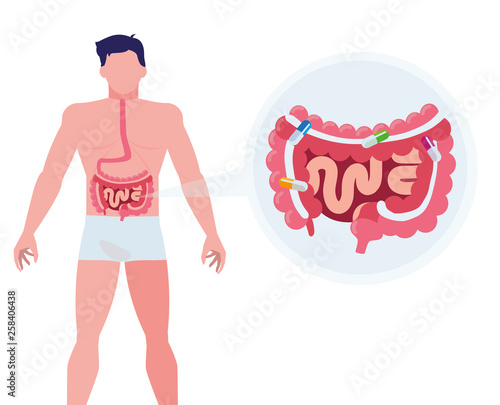 man anatomy with digestive system