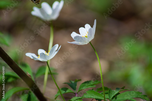 white flowers in the garden © Cladosa