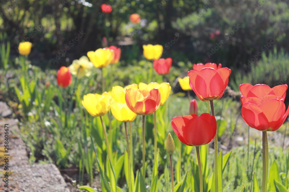 Obraz premium Tulpen 
