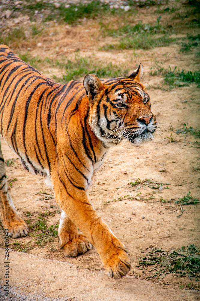 Naklejka premium tiger